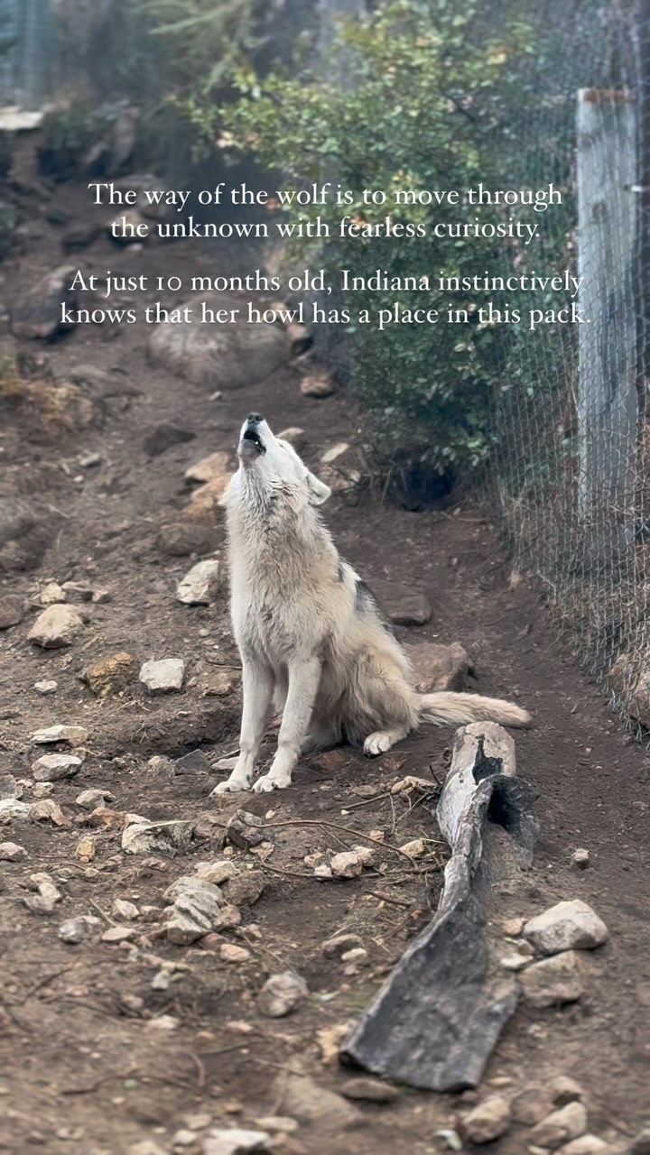 The way of the wolf is written in boldness. Indiana moves through life ...