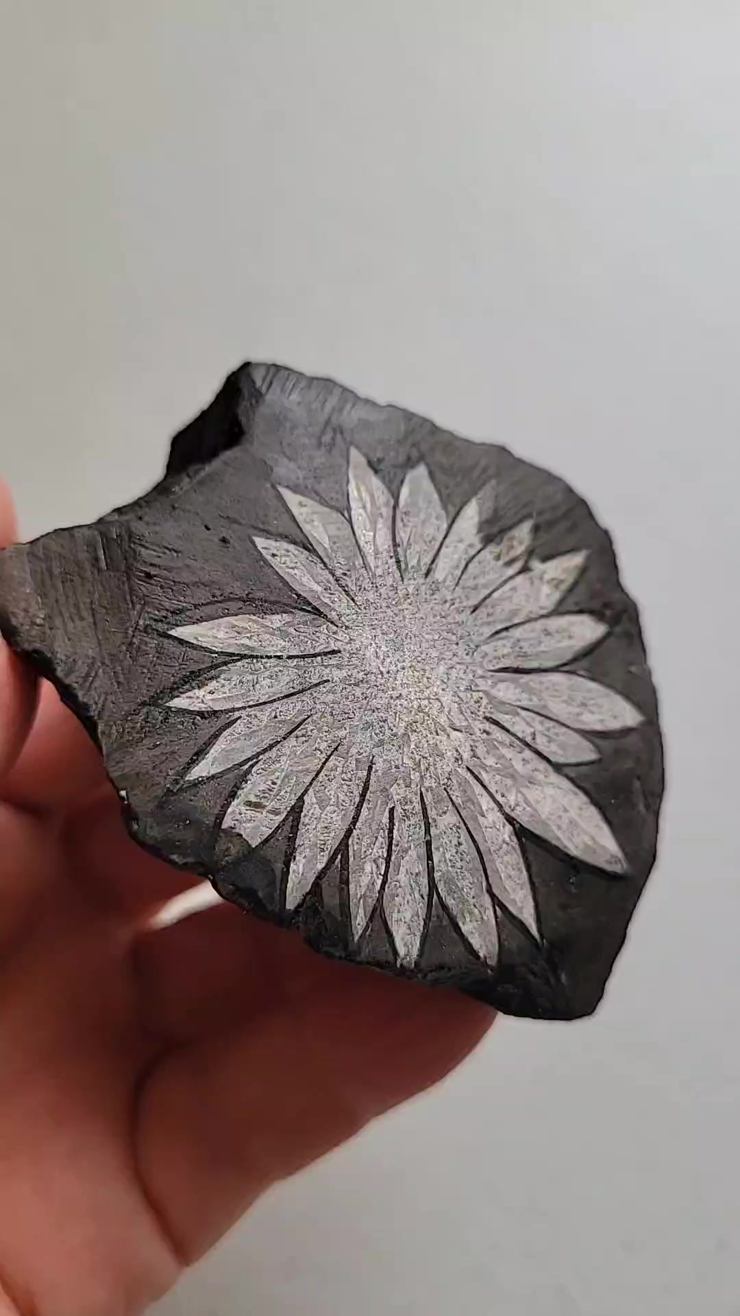 Chrysanthemum stone suiseki from Japan