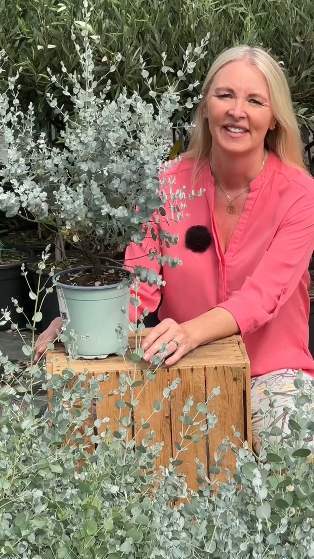 🌿✨ A Beautiful Evergreen with Silvery Charm! ✨🌿, Add year-round colour, texture and fragrance to your garden with Eucalyptus 'Compact Silver'. Its striking silvery-blue foliage and naturally compact