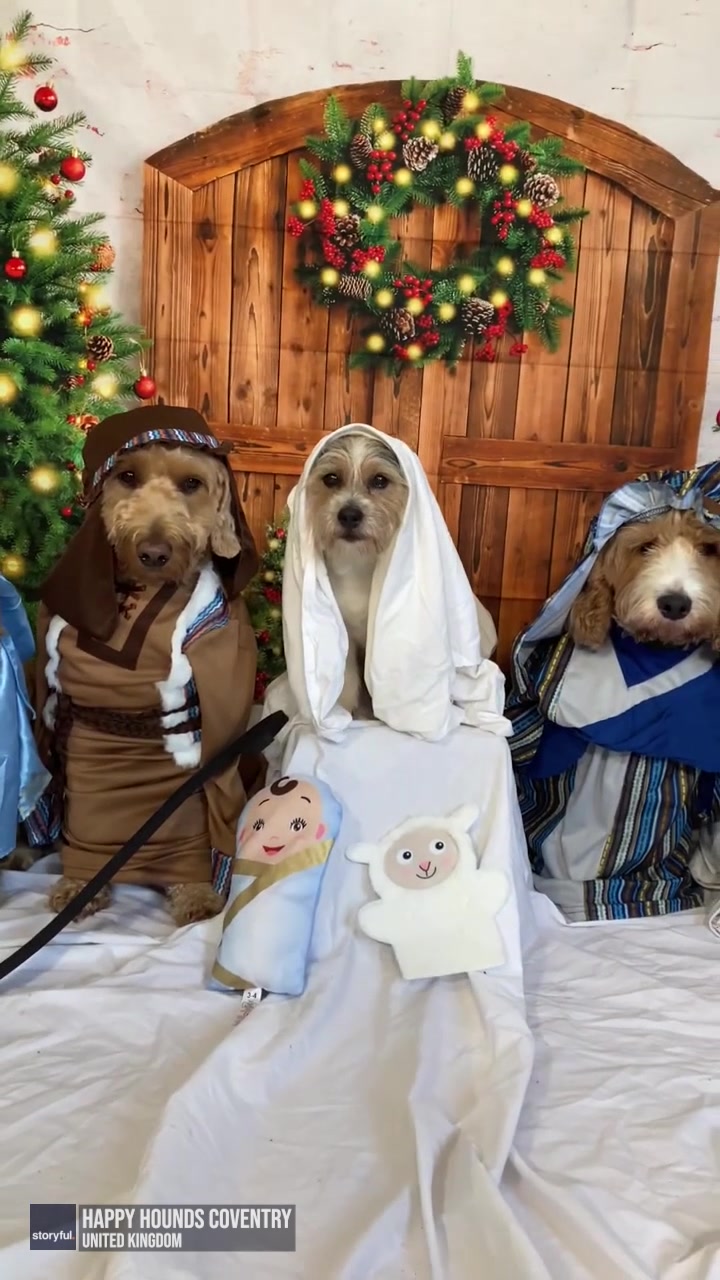ADORABLE 🐶 A group of pooches gave a nativity scene performance at doggy daycare ahead of Christmas. But that's not all. They also dress up for birthdays and Easter parties too. STORY: 