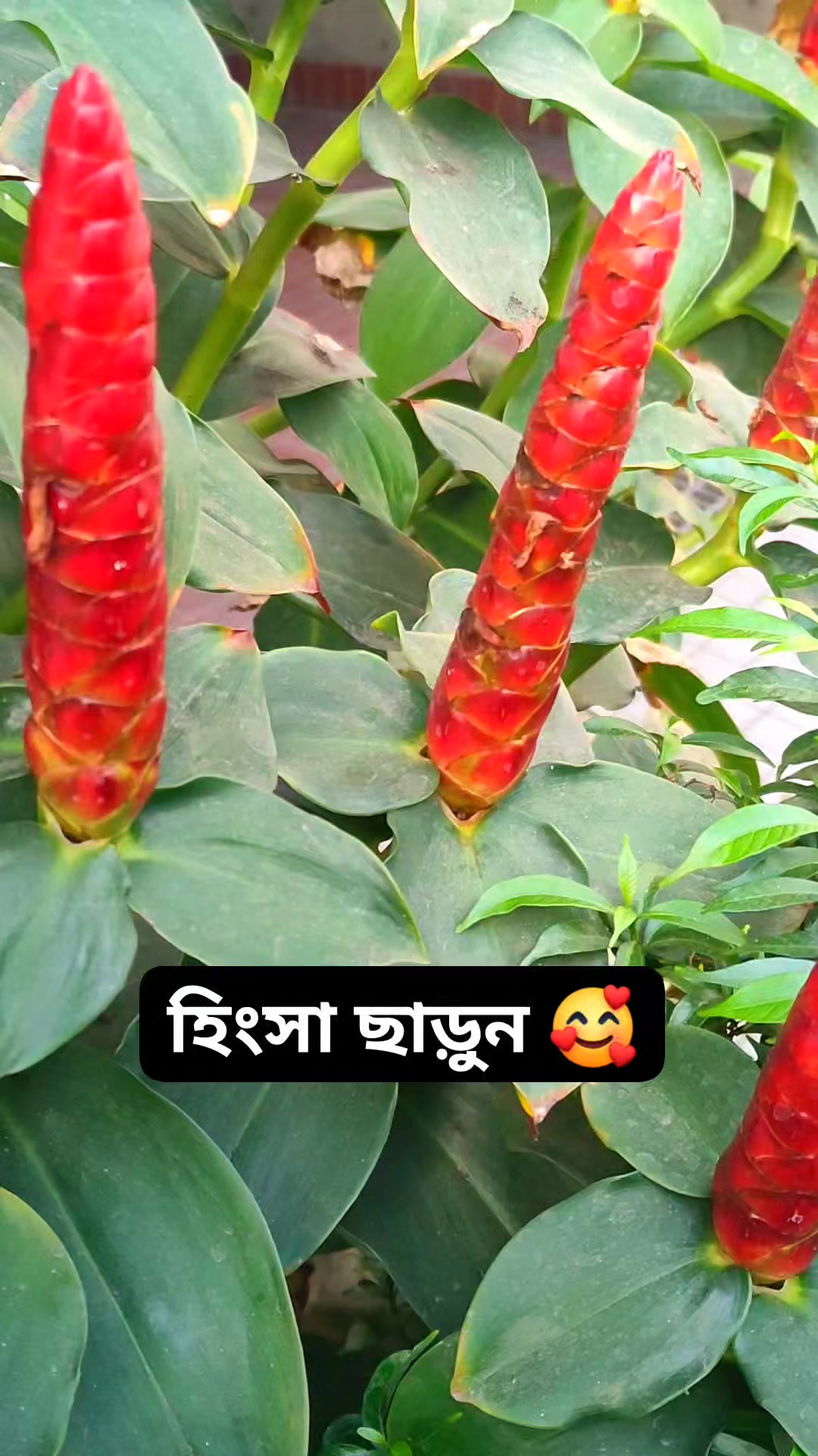 Shampa Rani Sur