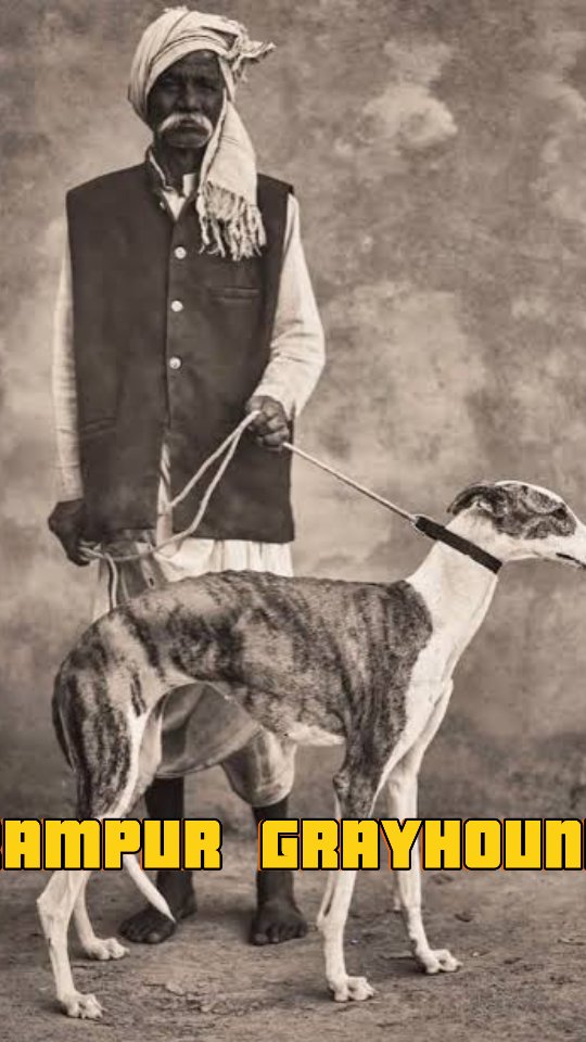Royal bloodline. Legendary hunter. Family protector. Rampur Hound ...