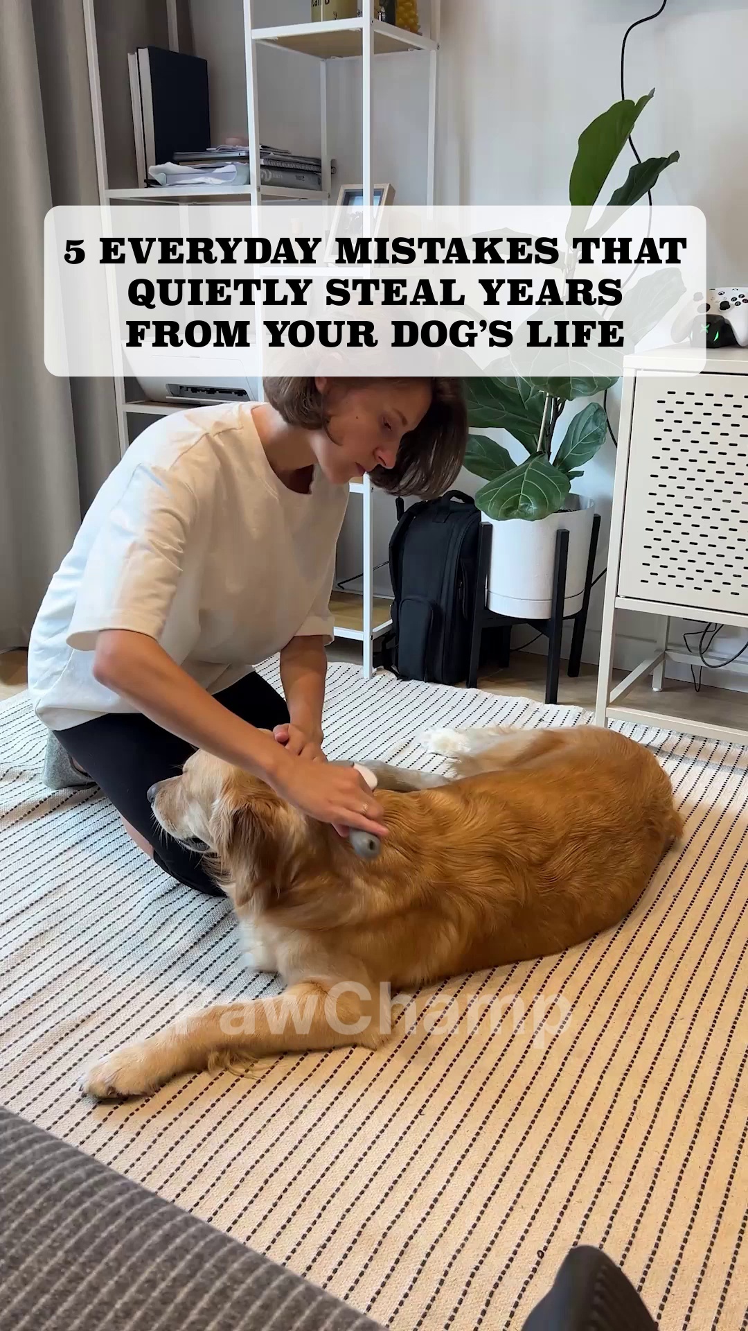 Curated visual reference: Picture Idea: Are You Silently Cutting Your Dog S Life Short 87