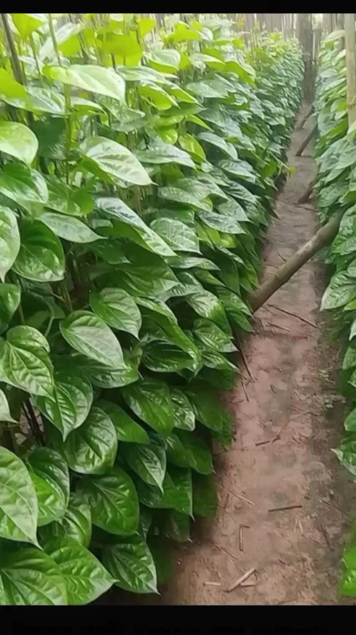 ইয়াকুব আলী