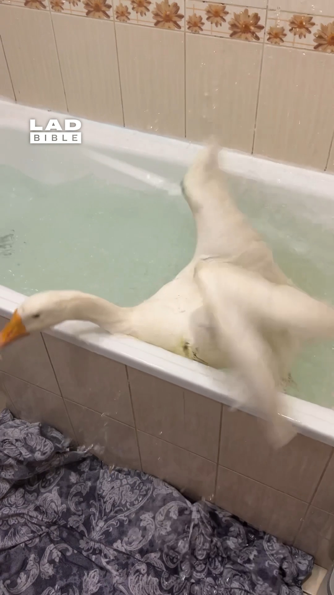 I think I need extra towels 🫣💦 #goose #funny #fail | LADbible | Facebook