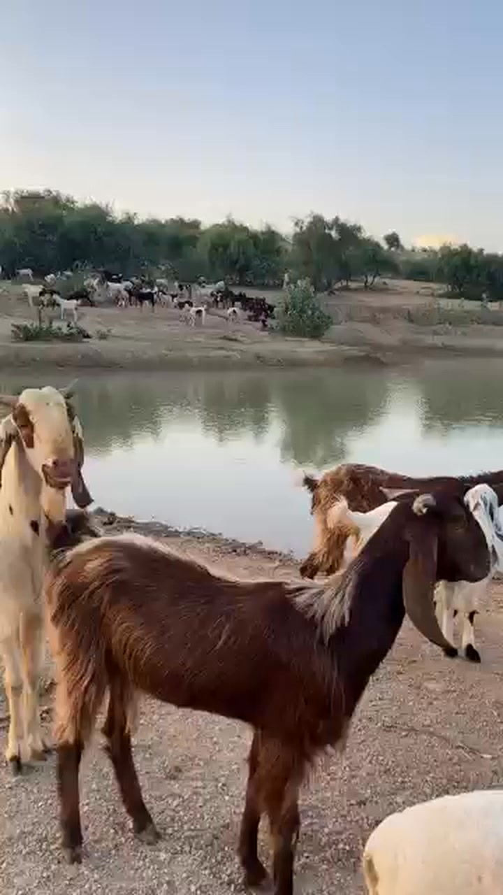 #newpost #goats #farming #viralreelsfacebook #viralreelsシ | Pet lover ...