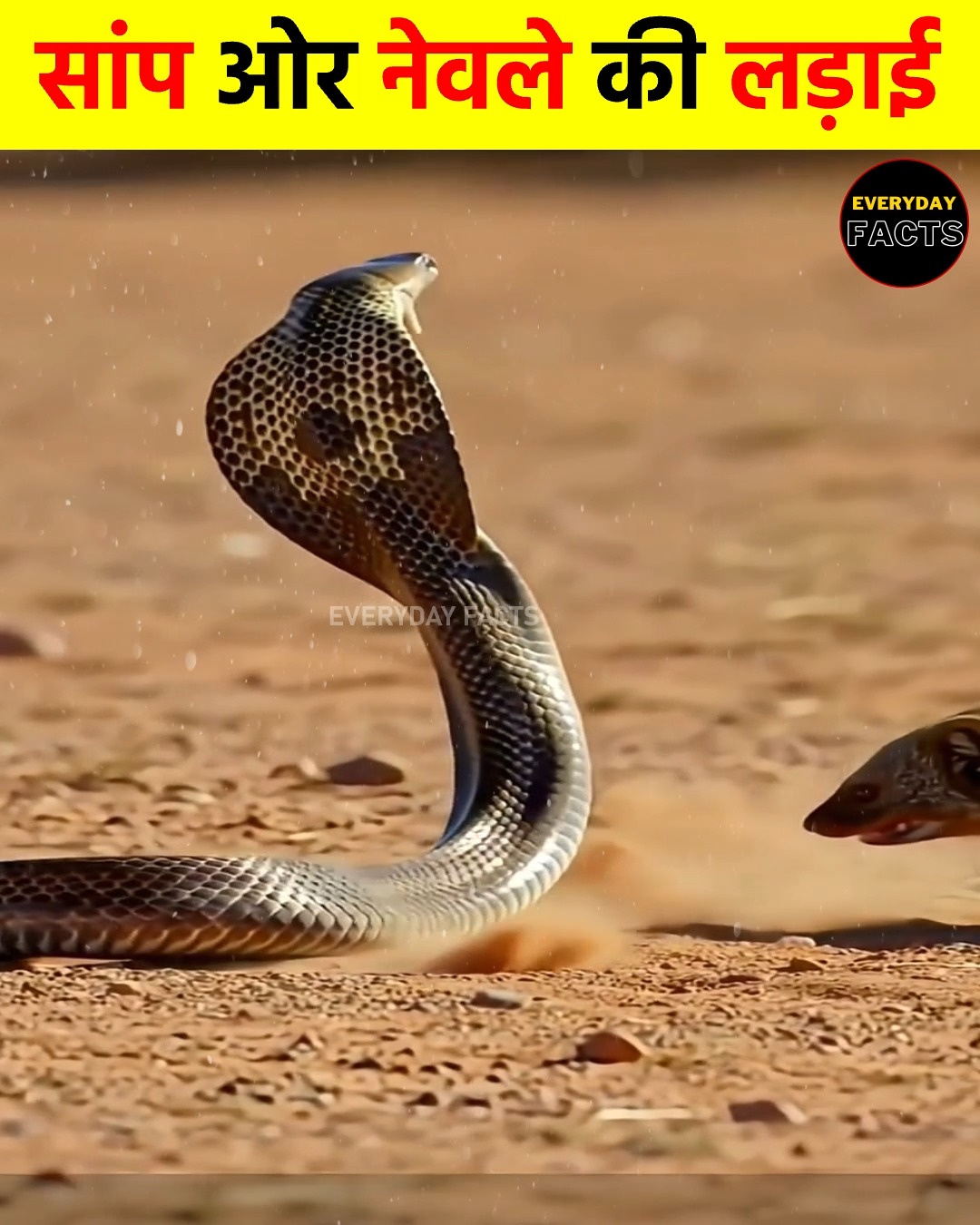 सांप और नेवले की लड़ाई | Everyday Facts | Facebook