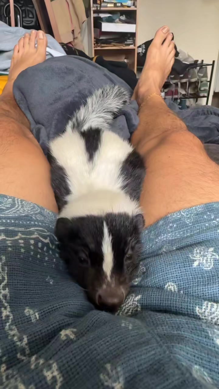 Skunk cuddles 🥰 🦨 🫂 #pipertheskunk #petsoftiktok #cuddles #cute ...