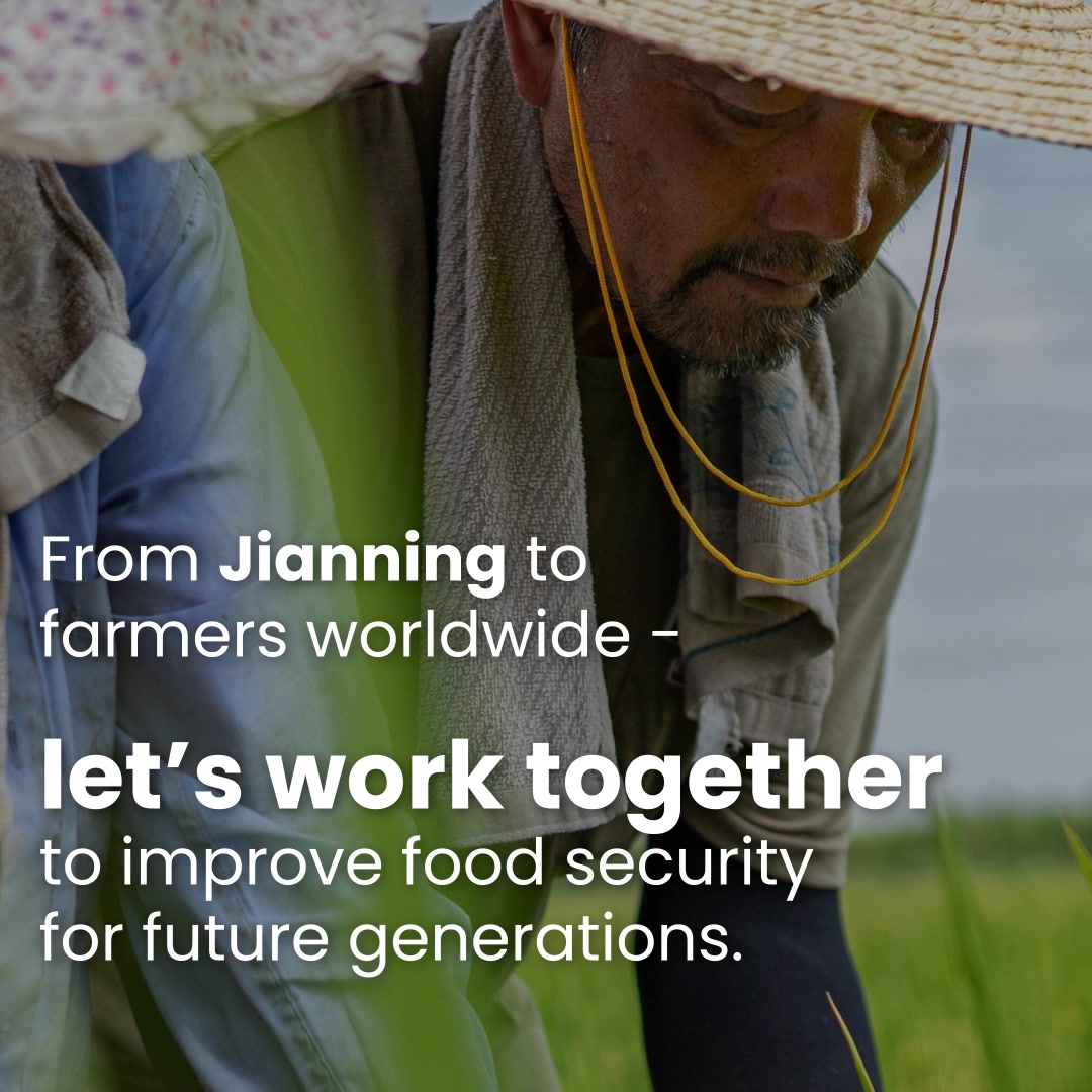 Global rice production is forecast to reach 636 million tonnes by 2030 ...
