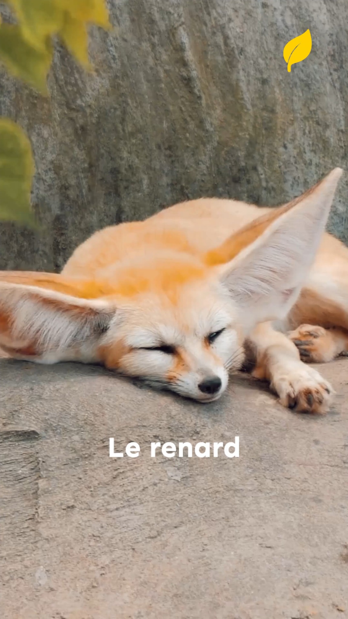 Il peut entendre une souris sous un mètre de neige ! 🦊 Le renard n'est ...