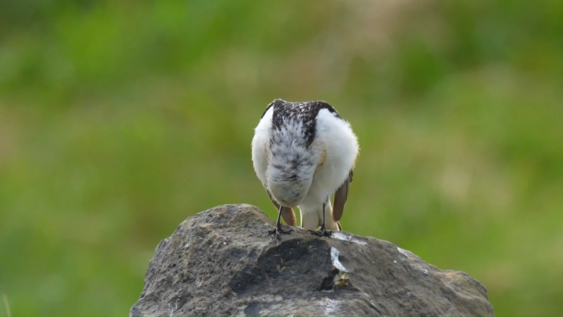 Good morning #Birds & #Nature! Snow bunting singing (Plectrophenax