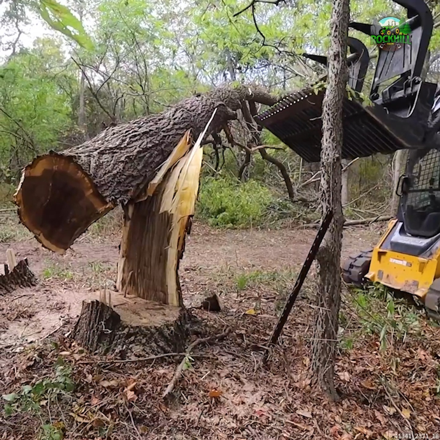 Avoid This DANGEROUS Tree Felling Situation #treefelling #fellingtrees ...