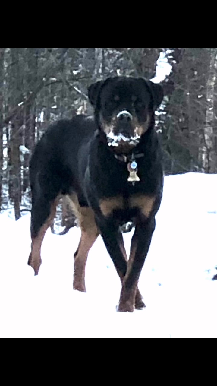 Tom🥰Over the years our awesome boy!🥰 | Mountainman Rottweilers | Facebook