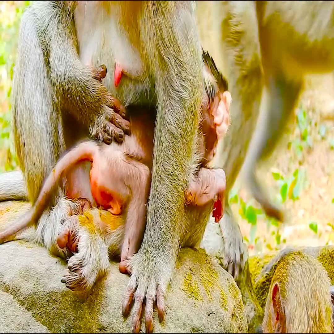 Full Bad Female Monkey! Mom Jill break heart cos baby Brotus Jr cry ...