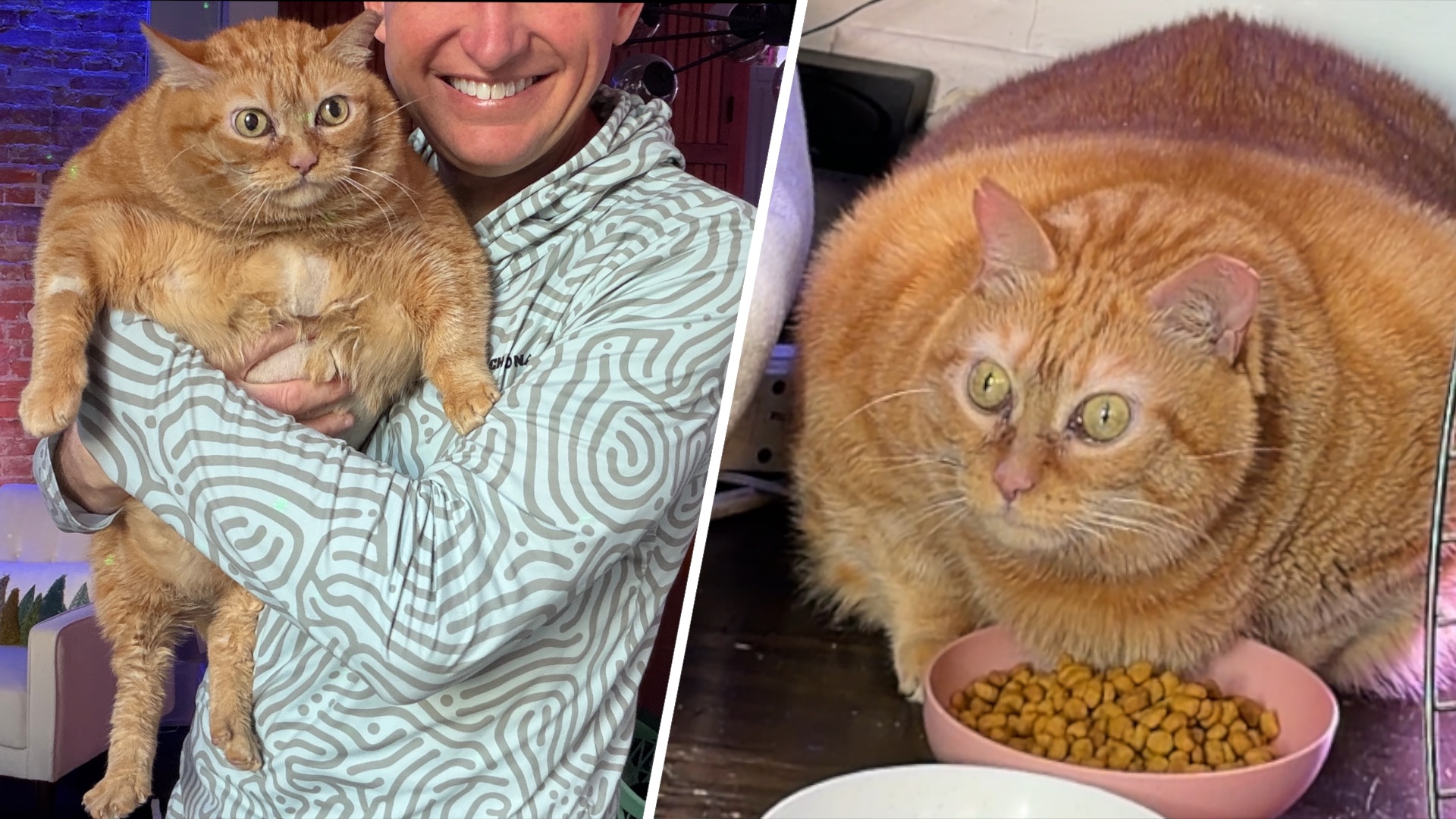 Chubby rescue cat is in no mood to lose weight We interviewed