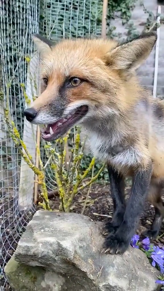 124_Happiedt Fox. Rate this from 1-10🧡 #kikithefox #lana #kikifoxfamily ...