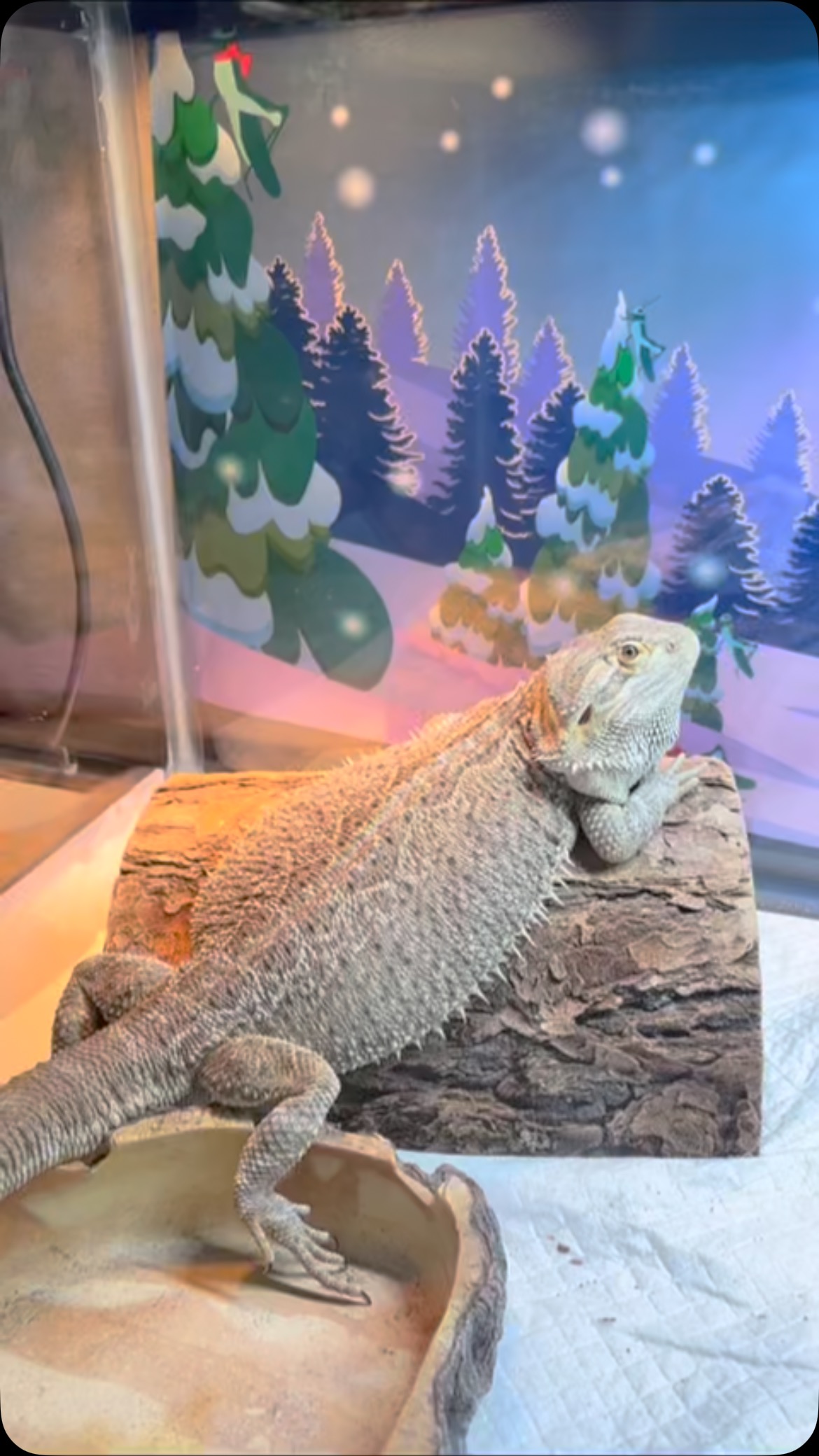 Curated visual reference: Picture Idea: A Shedding Chance Reptile Rescue