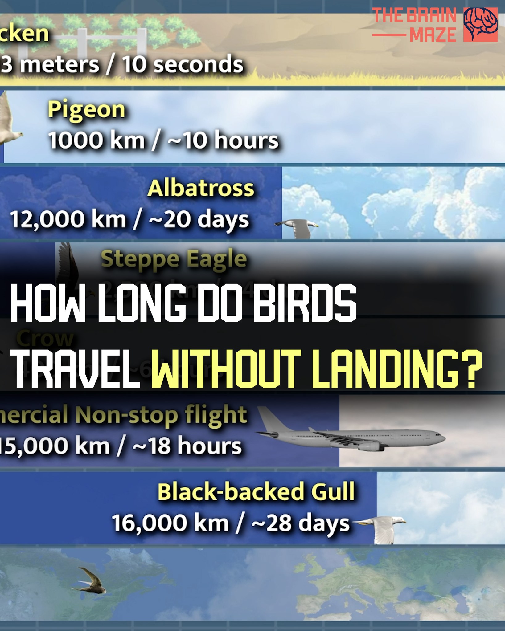 We created this animation to show how long birds can fly without ...