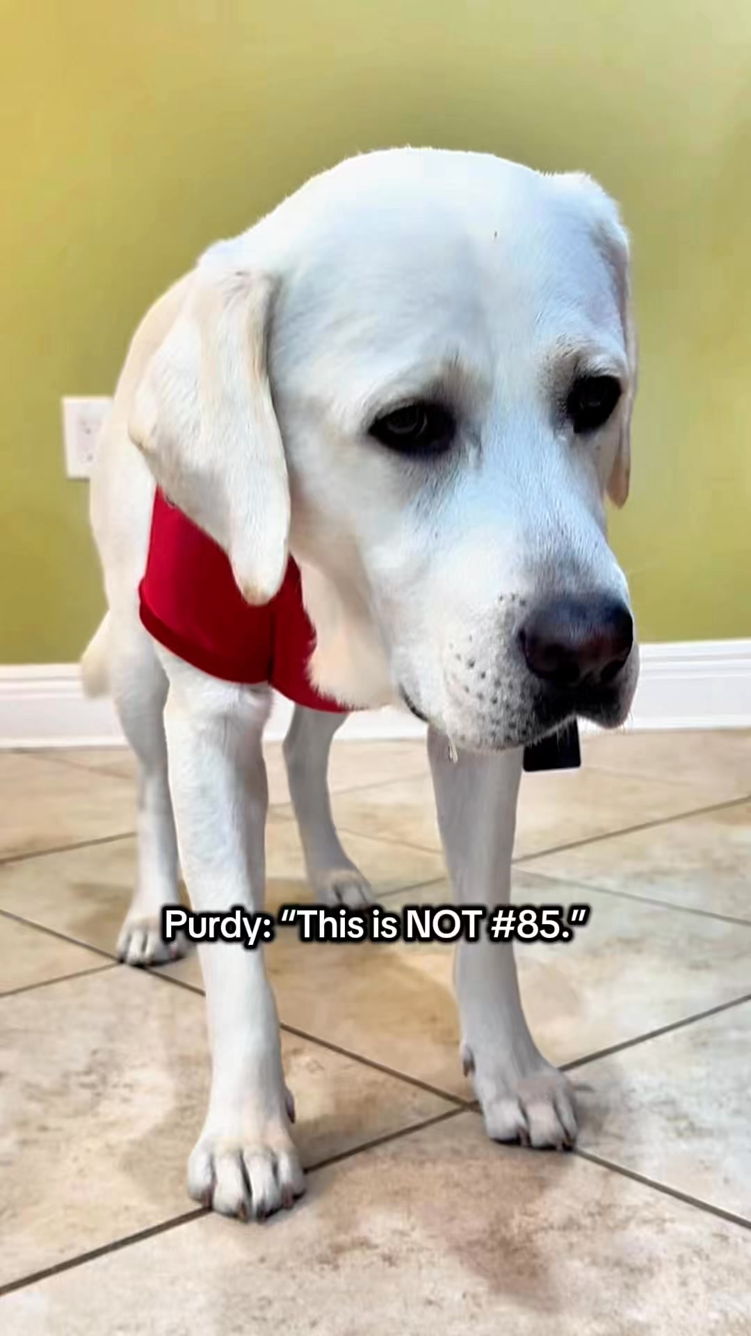 “ESPN breaking: Lab refuses to report to practice until 3rd treat or a ...