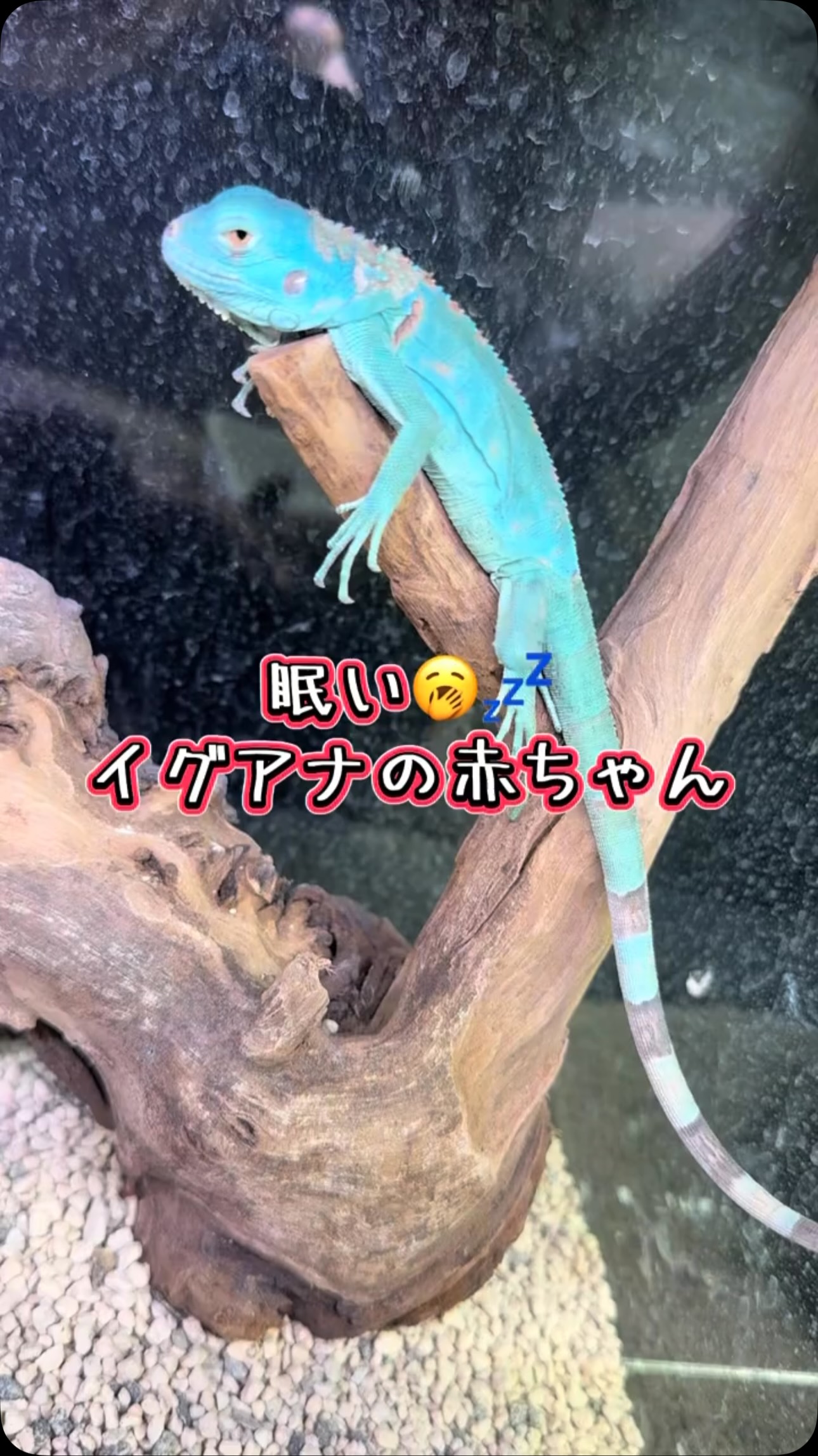 AQUA FISH | Gamo-gun Shiga