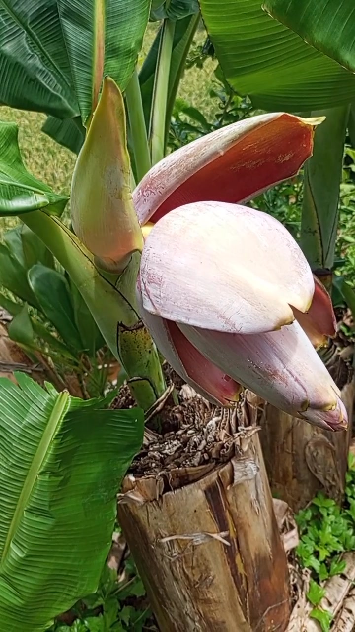 Kot bingung ngaranan Nana ieuh,teing bongsay modelan noan kemang di ...