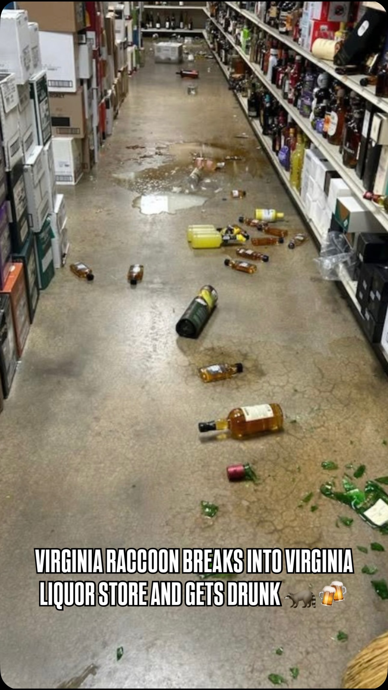 NEW VIDEO of the drunk raccoon at a Virginia ABC liquor store has ...