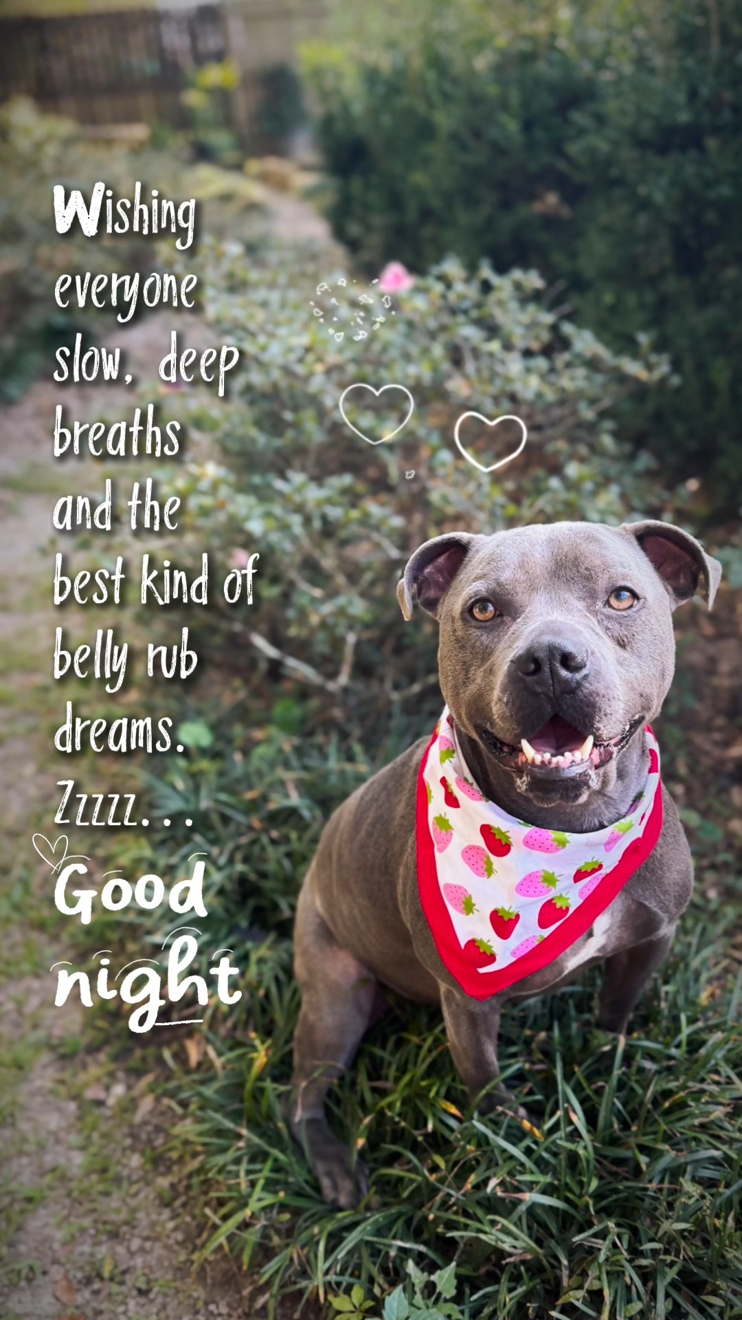 Good night 🐶🩷💤 #goodnight #doglover #FurryFriends #teachingmomtofetch ...