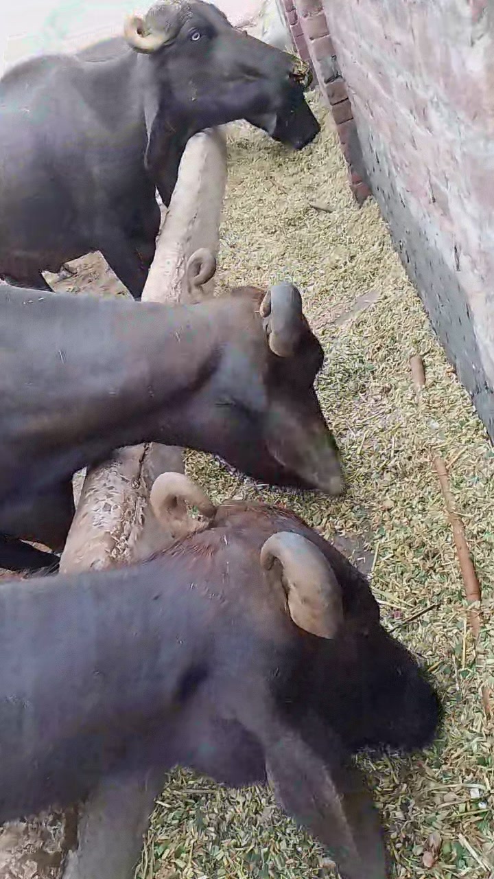Subhan Cattle And Dairy Farm