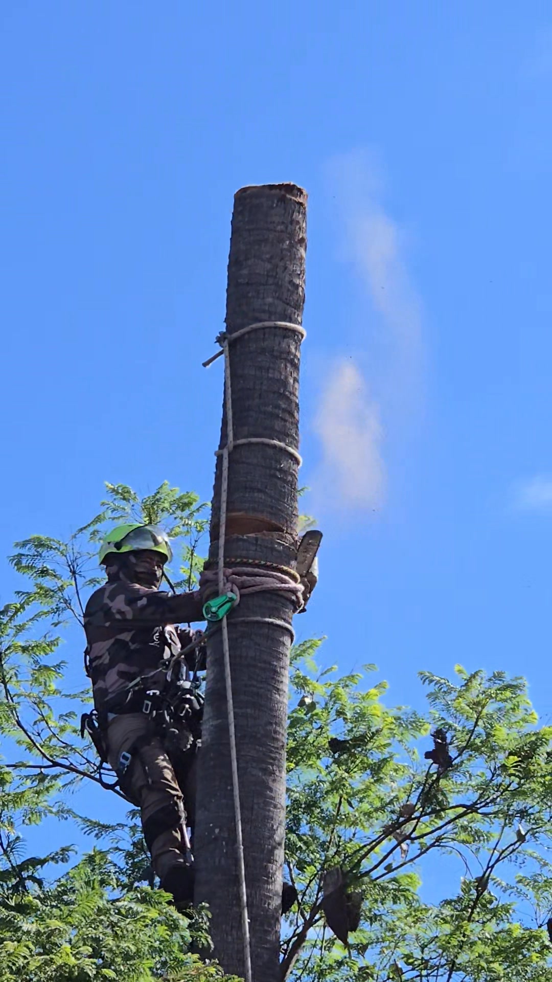 Arbor Task Tree Service | San Diego CA