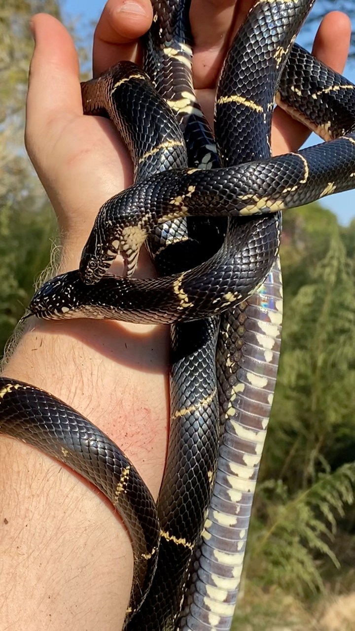 Quick clarification before the comments: both snakes are Eastern ...