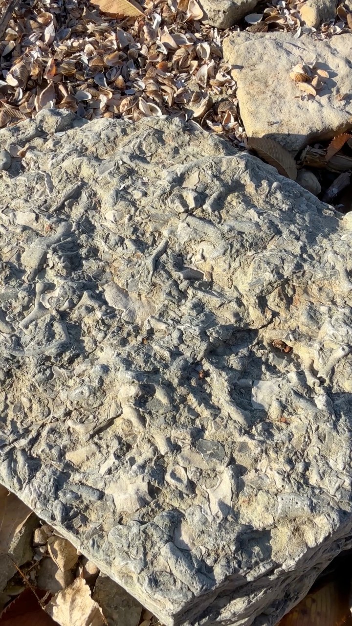 425 Million Years Beneath Our Feet — Silurian Fossils in Wisconsin # ...