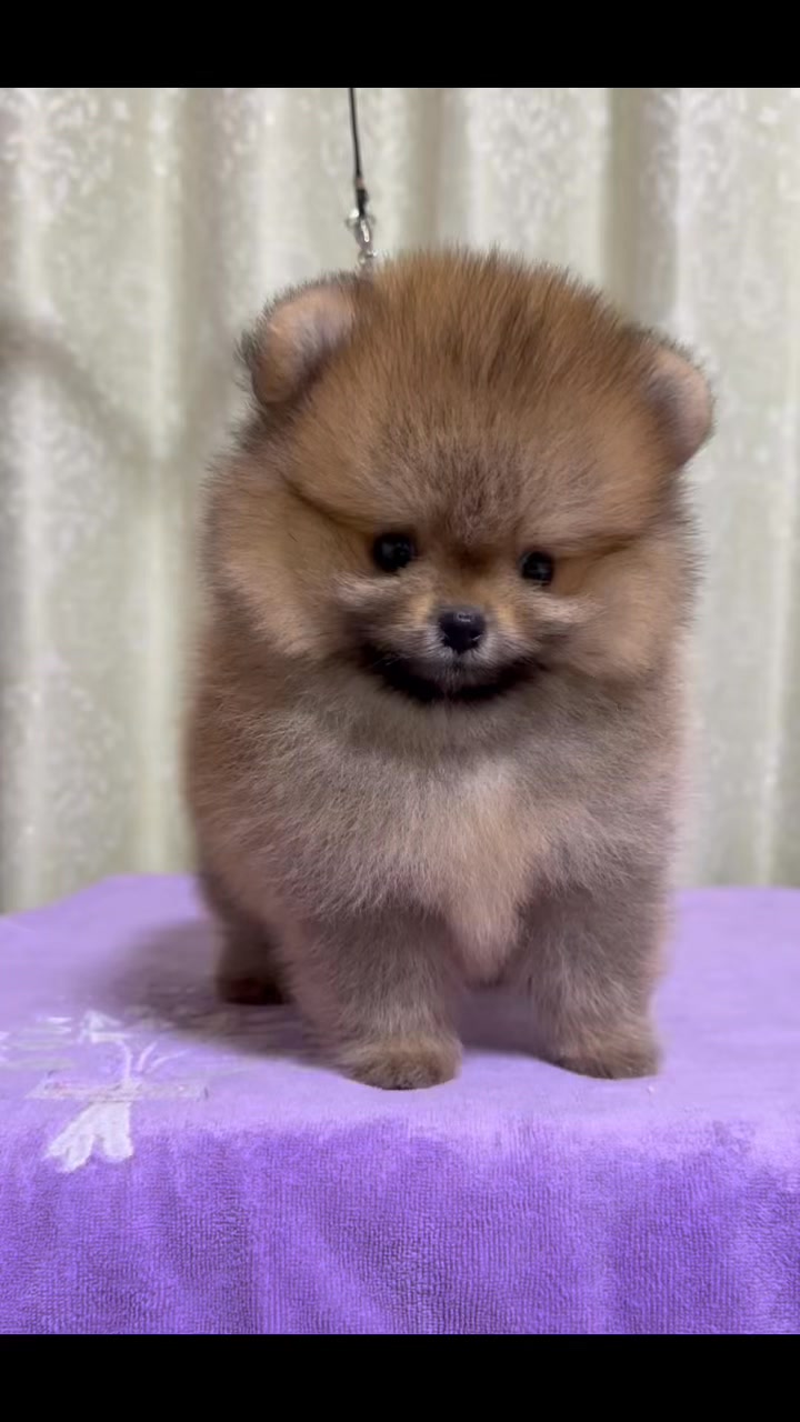 AC Dynasty Pomeranians (@AcDynastyPomeranians) • Facebook