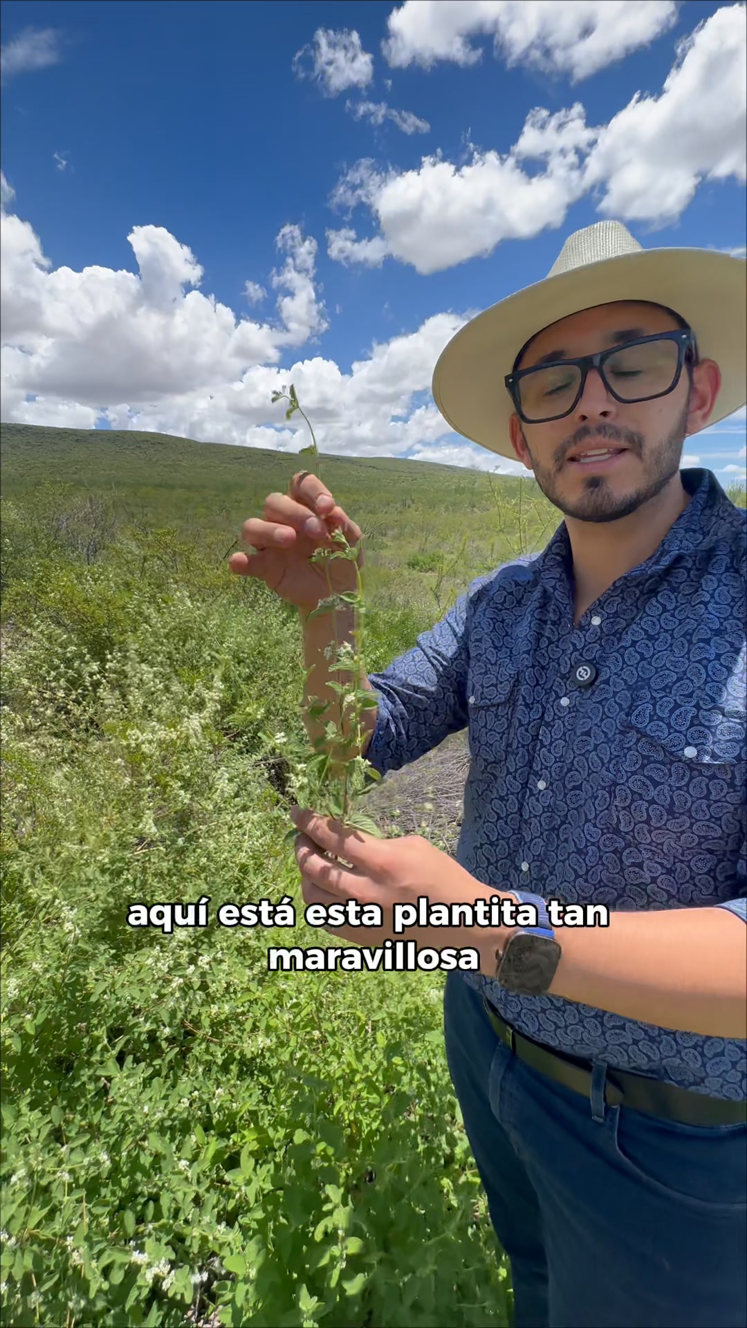 ¿Sabías cómo crece el orégano silvestre? En lo alto de la Sierra de ...