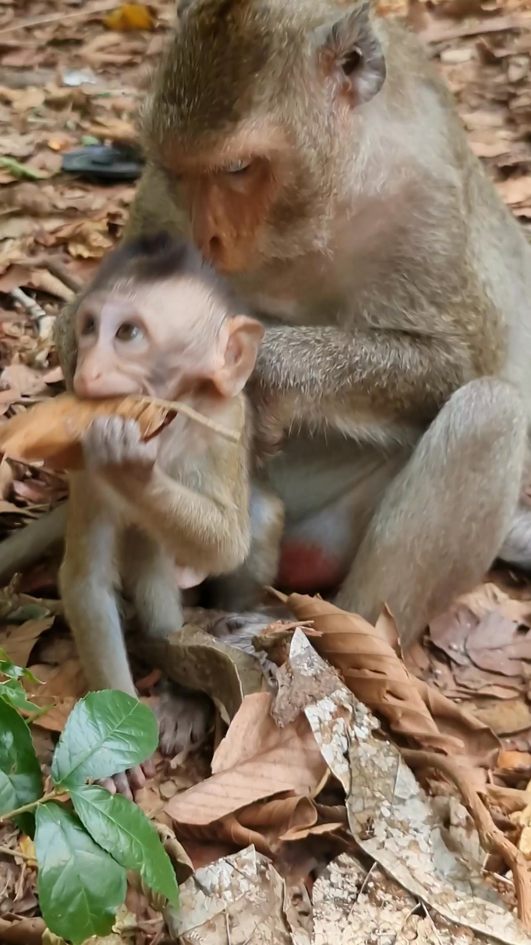 Oh no mommy #monkey #cutemonkey #adorablebabymonkey #monkeys # ...