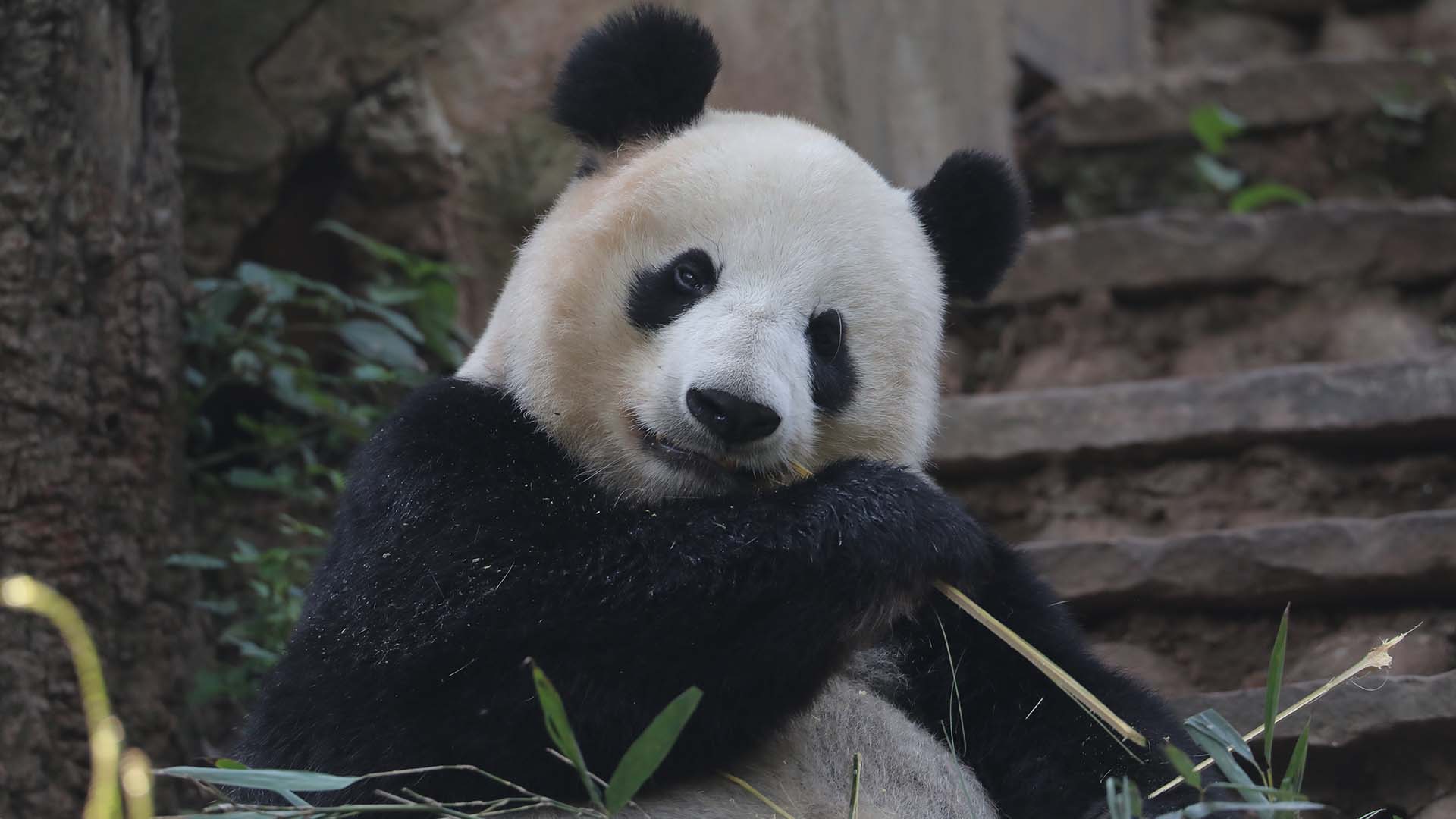 This is a typical day for Mei Sheng: taking slow strolls, enjoying his ...