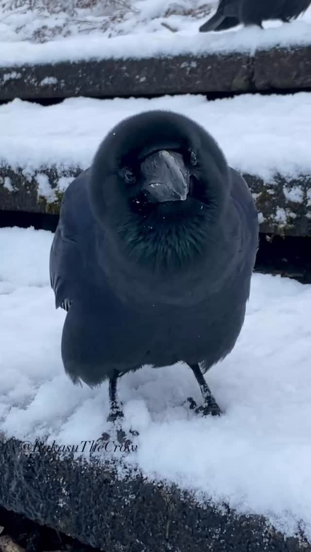 We had some snow, and my beloved crows were so lively and adorable out ...
