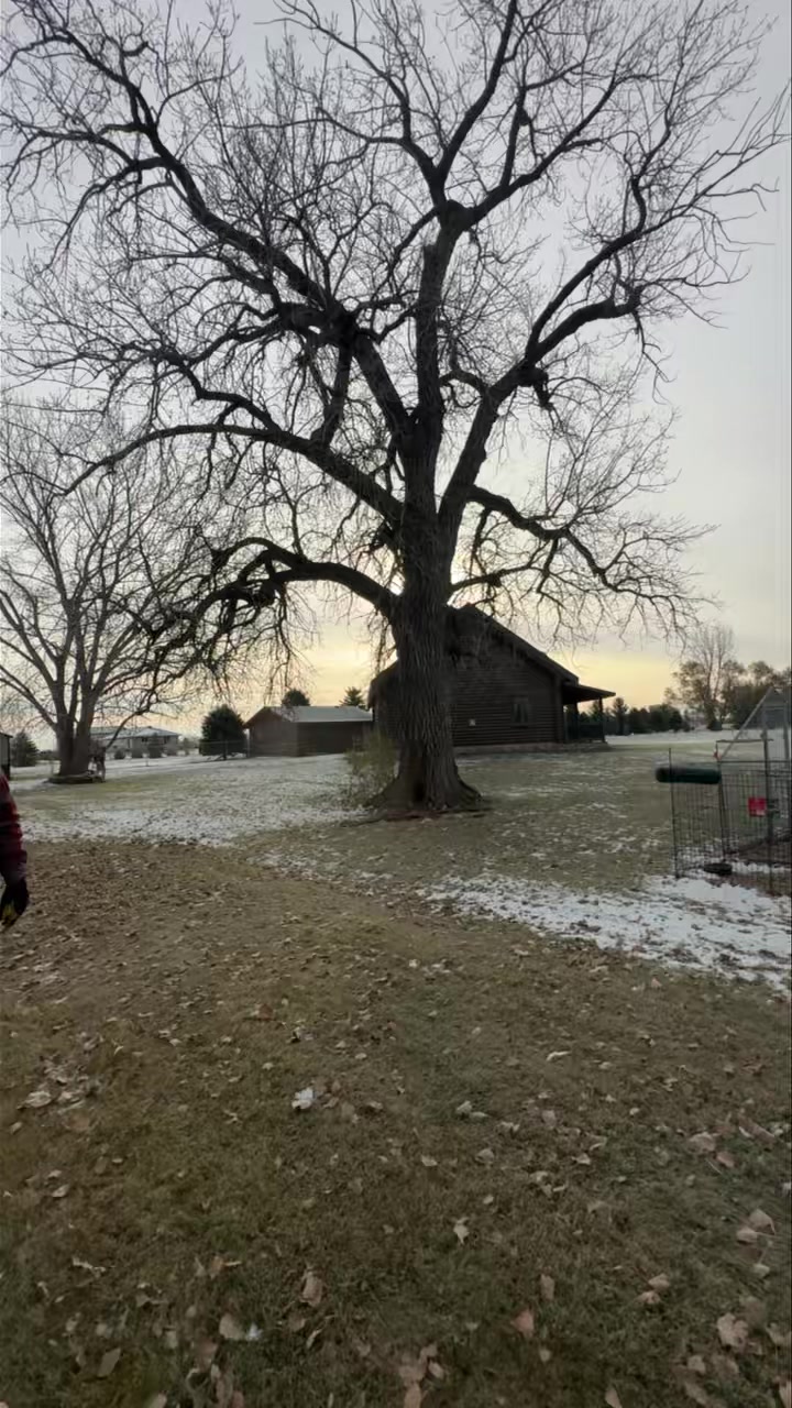 Here we have a mature cottonwood with major decay in the trunk. The ...