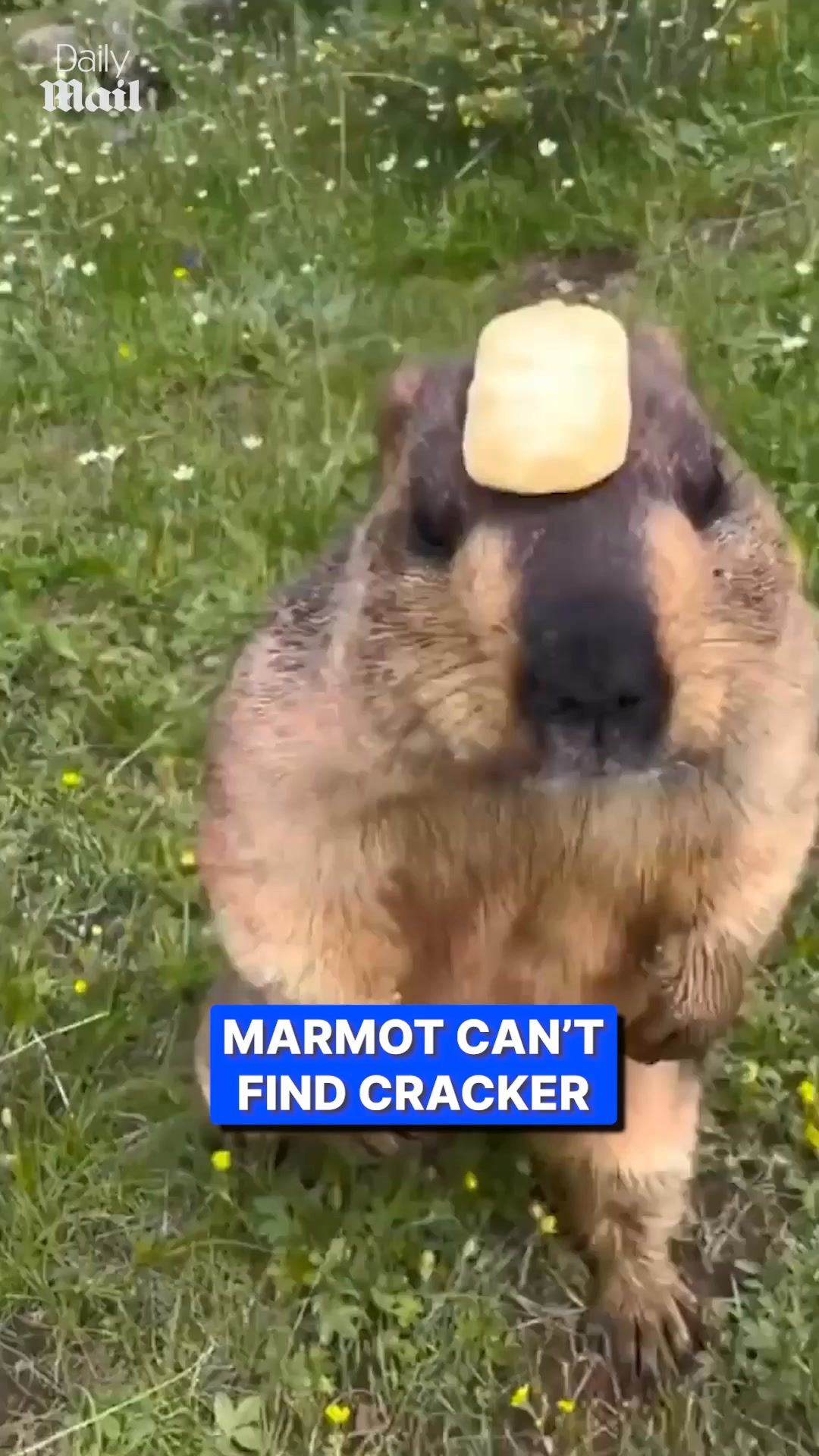 It can't find its snack 😅 | Daily Mail Animals | Facebook
