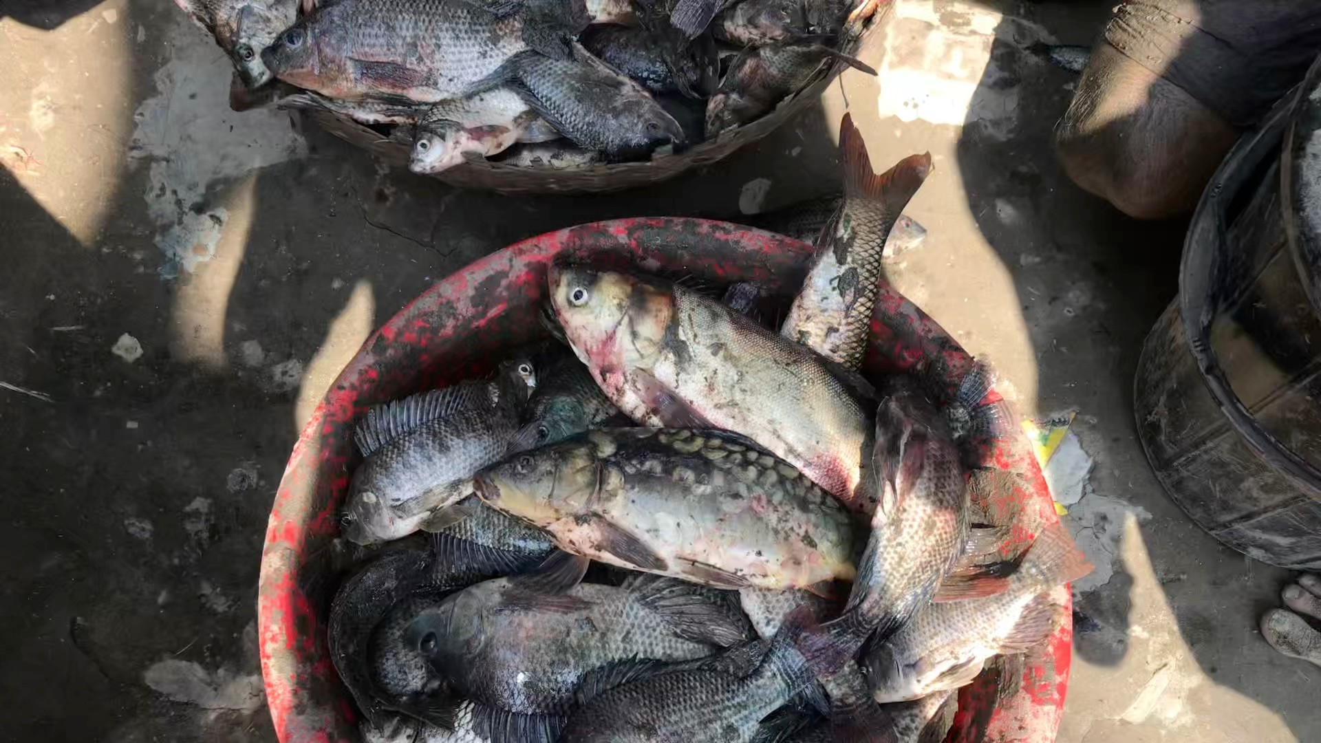 Pochur fish 🐟 | Wasif Khan | Facebook