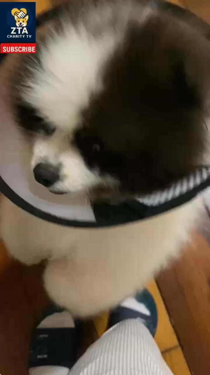 Rambo the Pom Loves Dancing Chacha 💃🐾 Watch Rambo the Pom show off his ...