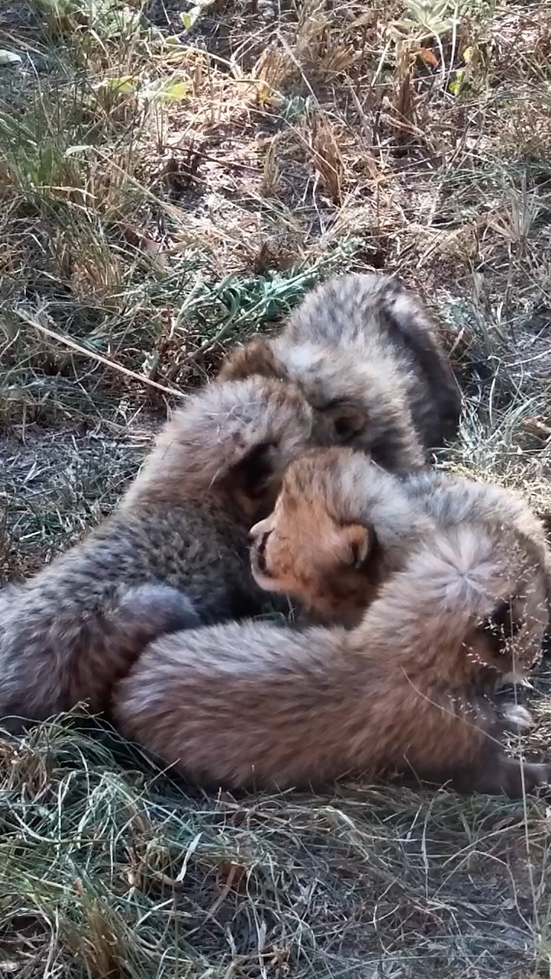 In response to the feedback we have received about one of Tammy’s cubs ...