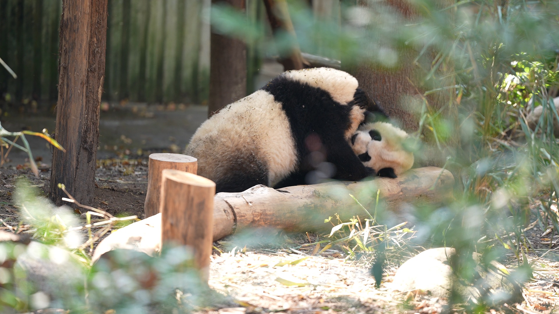 What a day for this panda! She just suffered from the bottom attack and ...