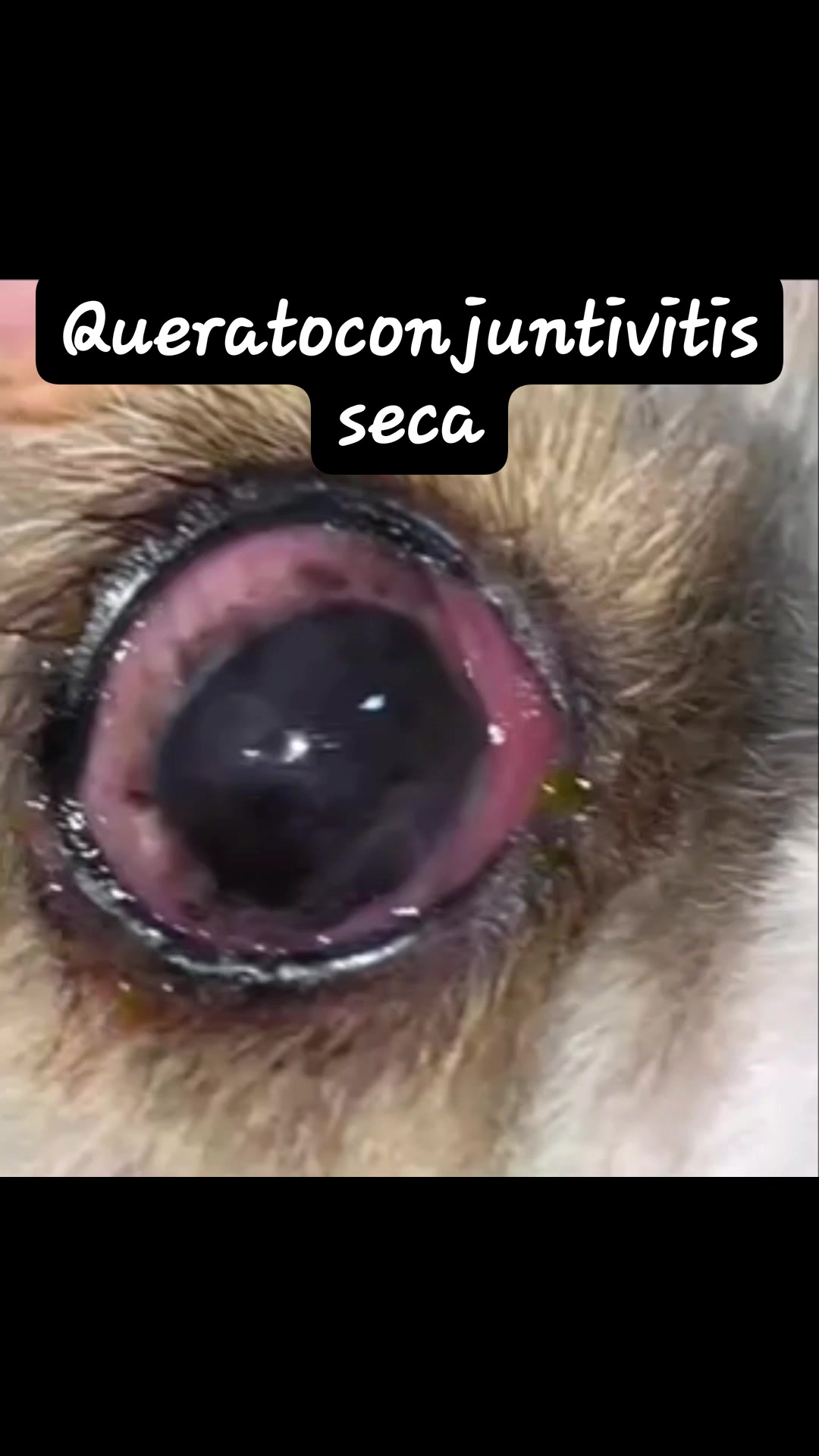 Medicina Veterinaria Practica - El ENTROPÓN es la inversión de los ...