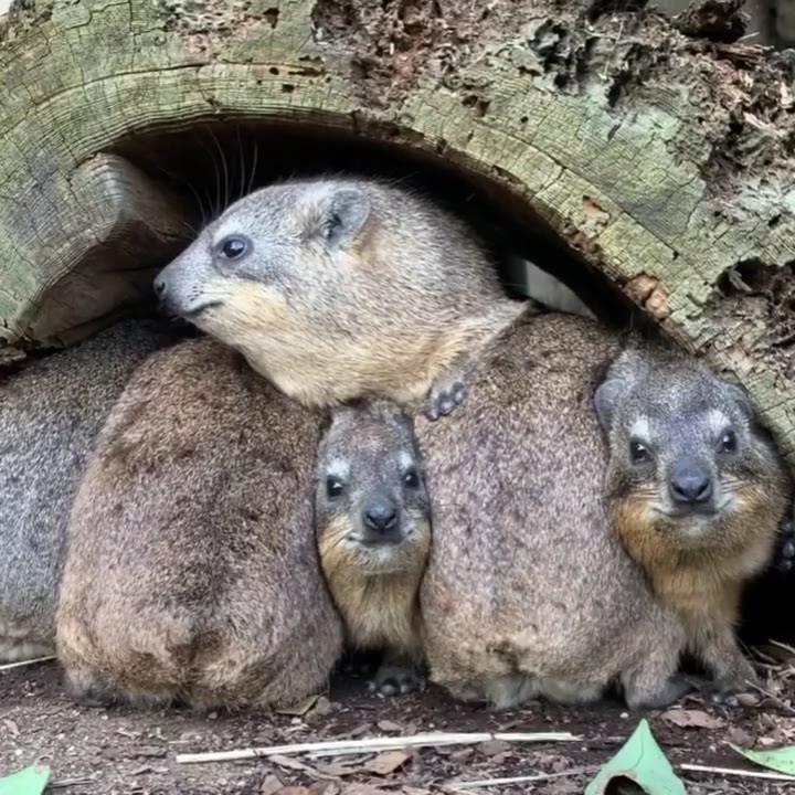 おしくらまんじゅう ハイラックス ズーラシア ケープハイラックス One Zoo Official