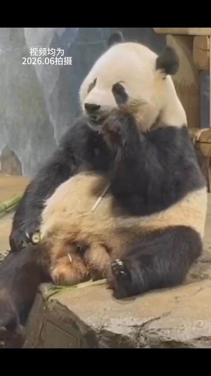 MEET XIAO QI JI: The giant panda cub at Smithsonian's National Zoo