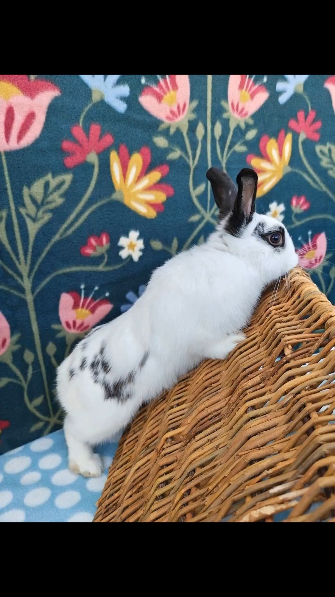 East Bay Rabbit Rescue | Livermore CA