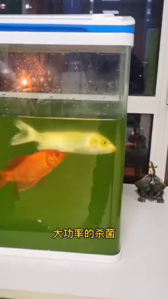 紫外線ライト 金魚 殺菌灯 Mr AQUA 水族先生第二式UV-c動力式