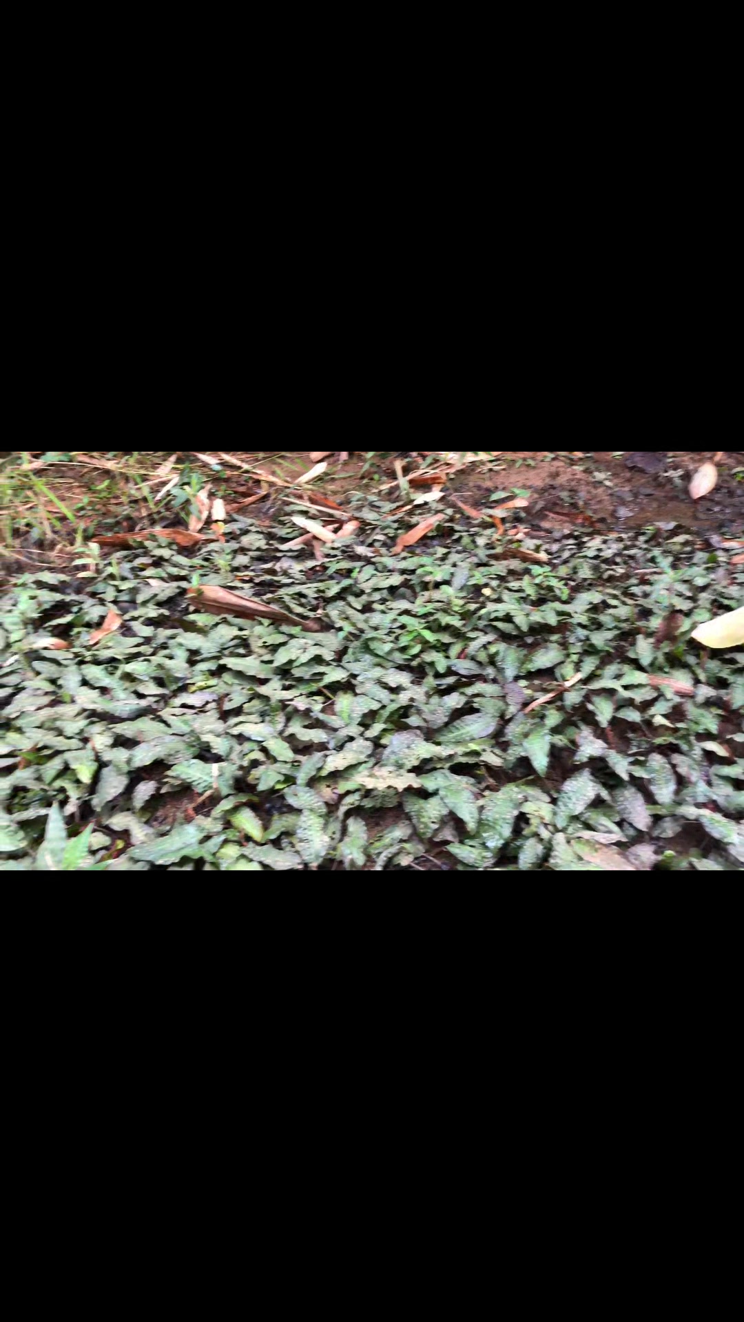 Philippine endemic Cryptocoryne aponogetifolia in natural habitat