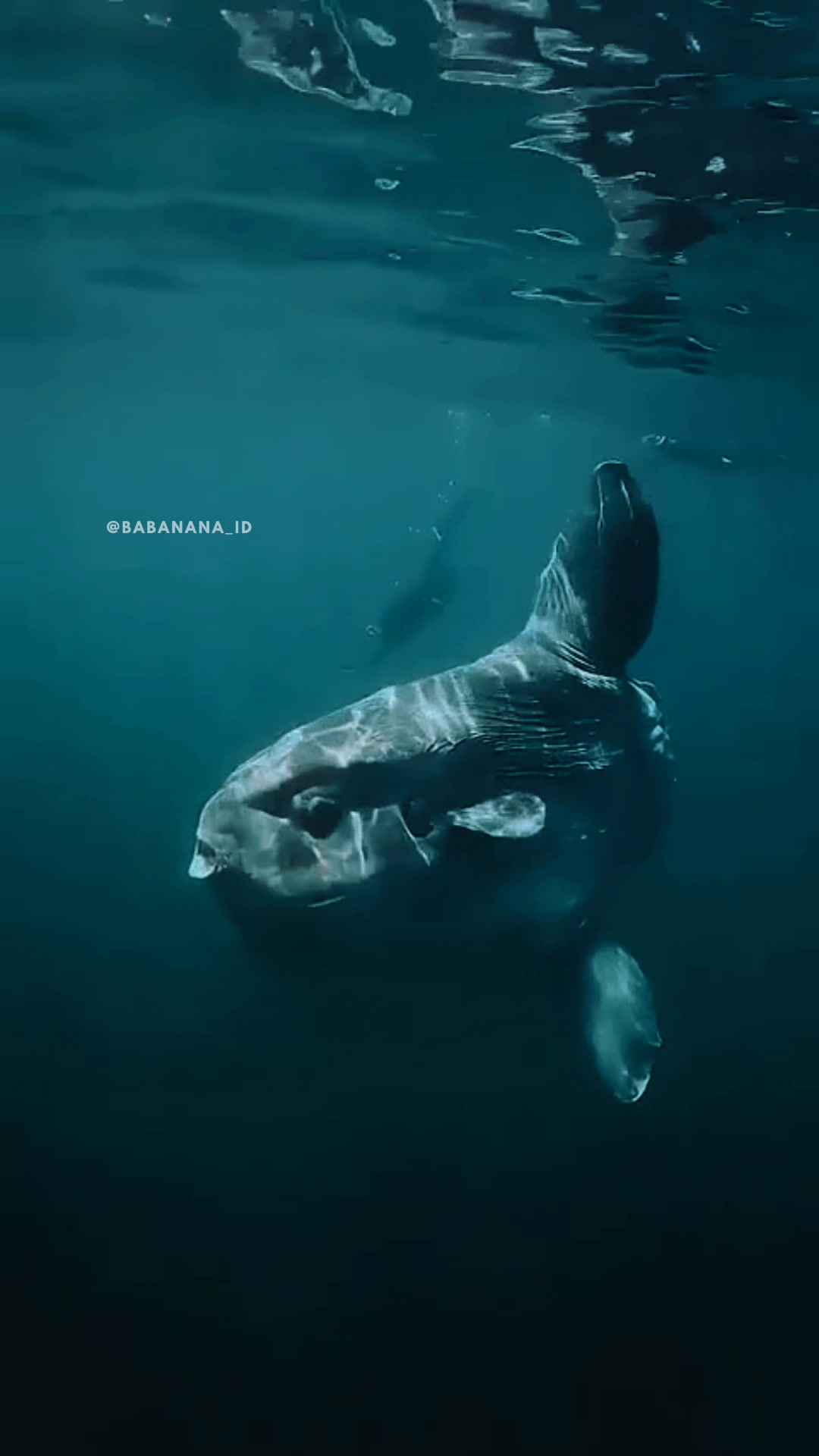 Video ini mengungkap misteri Ikan Mola Mola (Sunfish), yang sering ...