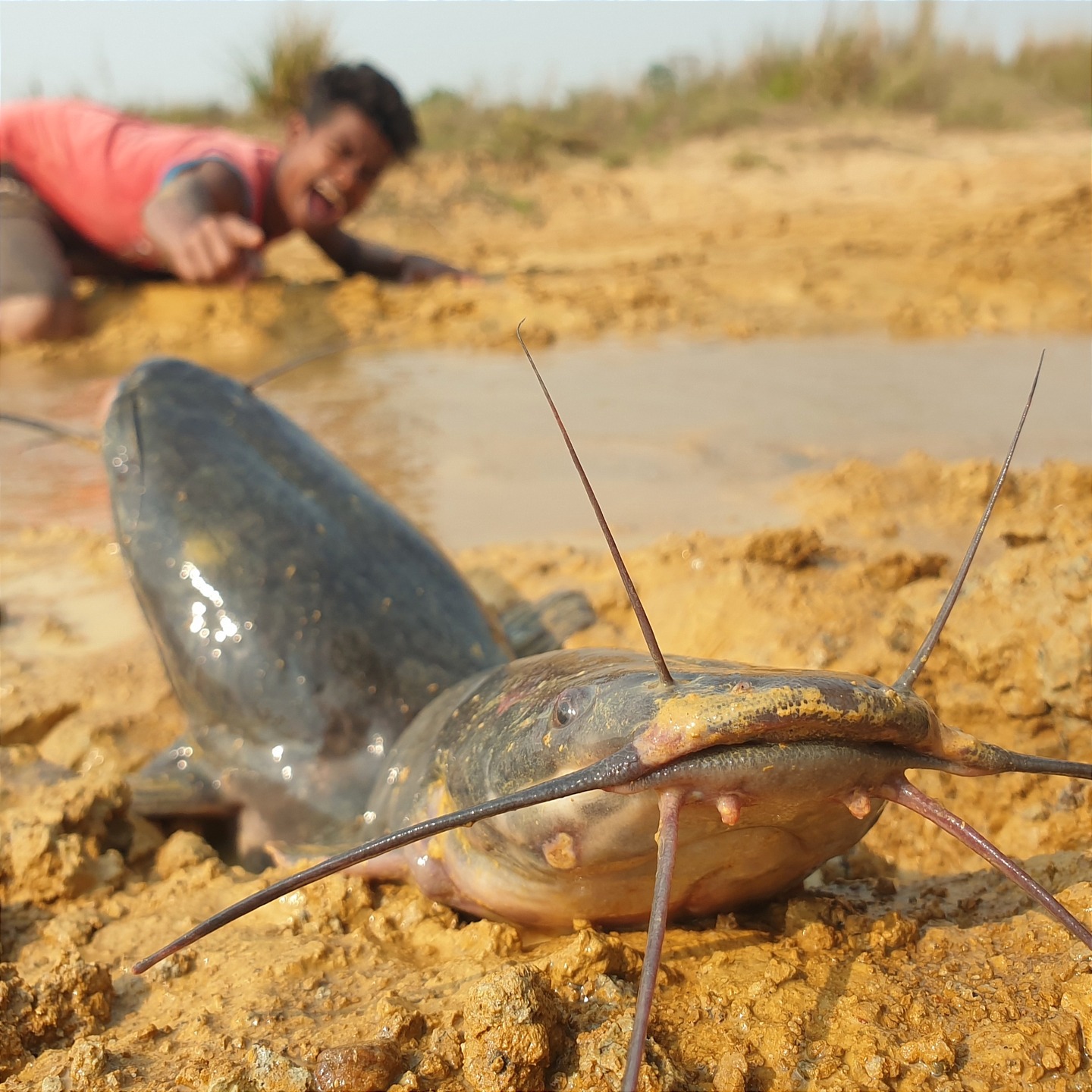 Amazing Hand Fishing Found Underground Catfish Shilter In River Muddy ...